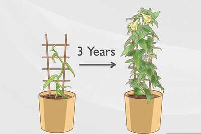 How to Make a Vanilla Orchid Plant Bloom