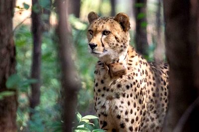 Science-Wise: Project Cheetah May Need Course Correction After A Year of Unexpected Setbacks