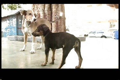 Voice of the voiceless: The illegal killing of street dogs in Kerala