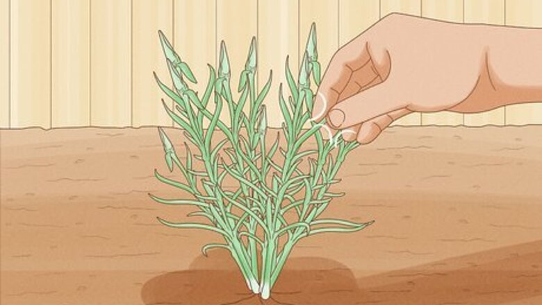 How to Pinch Carnations