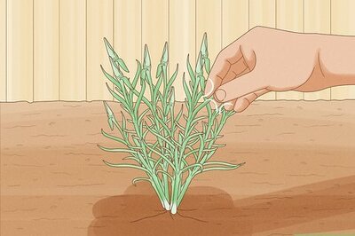 How to Pinch Carnations