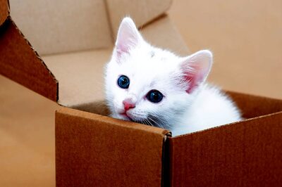 International Cat Day 2021: 5 Stereotypes about Cat Lovers that are True