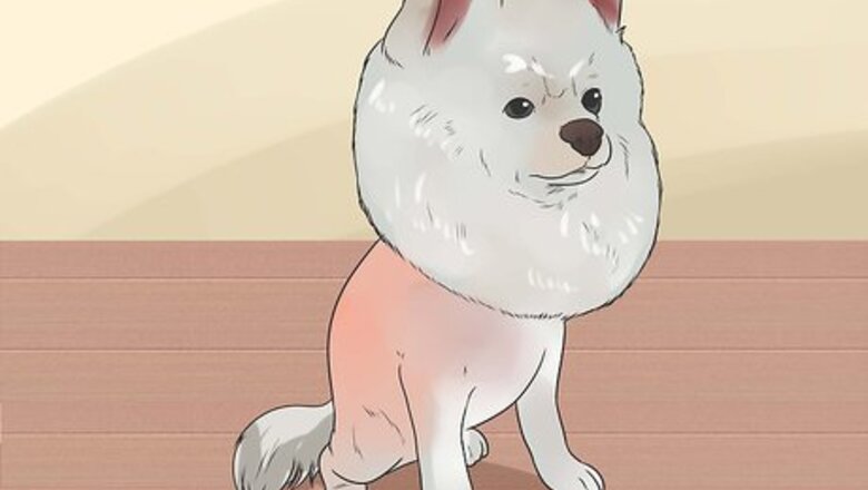 How to Diagnose Adrenal Gland Disease in Pomeranians