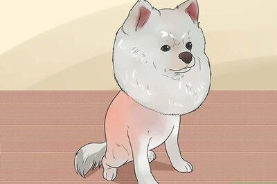 How to Diagnose Adrenal Gland Disease in Pomeranians