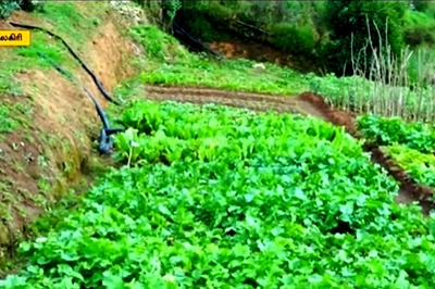In Nilgiris, 4,800 Farmers Embrace Organic Agriculture; What It Means For Environment
