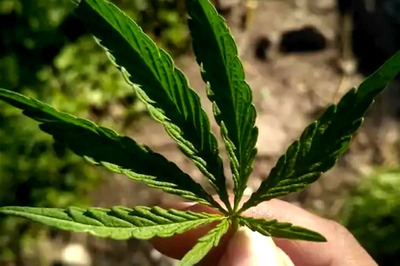 White House Staffers Asked to Resign or Work Remotely After Revealing Past Marijuana Use