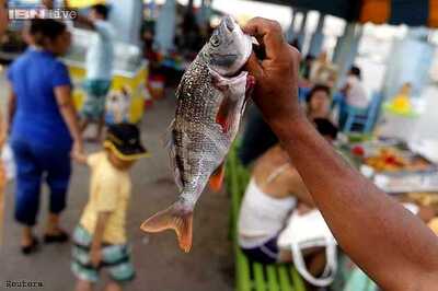 Eating fish can boost good cholesterol levels