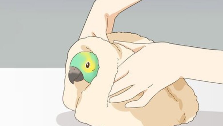How to Pull a Blood Feather