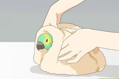 How to Pull a Blood Feather