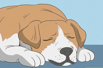 How to Spot Signs of Muscle Loss in Dogs