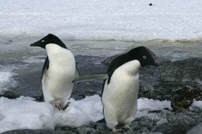 Delhiite is first Indian woman to ski to South Pole