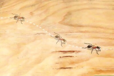 How to Identify Ants