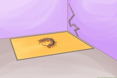 How to Kill House Centipedes Quickly