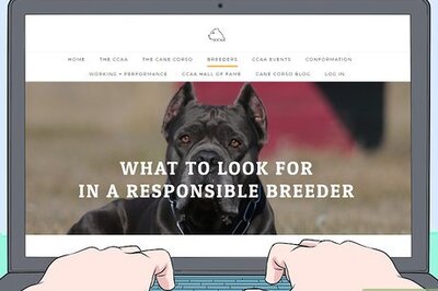 How to Breed Cane Corso