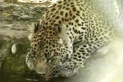 Is Sukhna sanctuary in Chandigarh home to leopards?