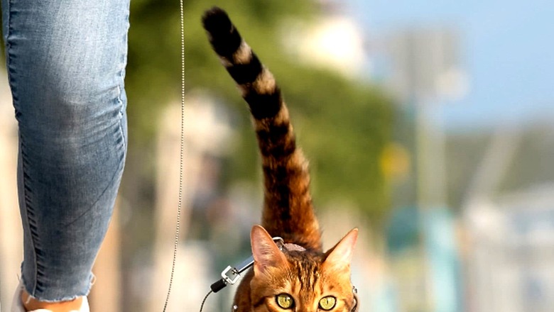 Do You Need To Take Your Cat On A Regular Walk? Find Out