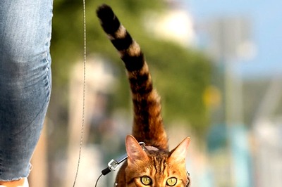 Do You Need To Take Your Cat On A Regular Walk? Find Out