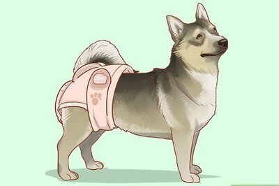 11 Effective Ways to Keep your House Clean When Your Dog Is in Heat