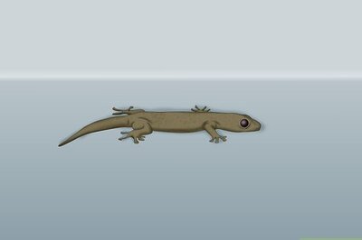 How to Catch a Lizard Without Using a Trap