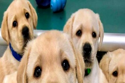 After Watching 777 Charlie, Bengalureans Share Heartwarming Stories of Their Pets