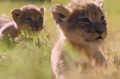 Internet In Love With Moja, Texas Zoo’s First Lion Cub In 9 Years