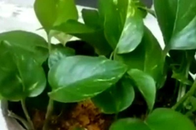 Where To Keep Money Plant In Your House For Happiness And Prosperity