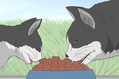 How to Earn the Trust of a Feral Kitten