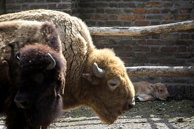 Extremely Rare White Bison Born At Belgrade Zoo