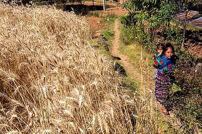 Guatemala: 5 Migrants Survived January Massacre Of 19