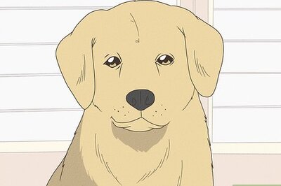 How Long Should You Crate Train a Dog or Puppy? A Complete Guide