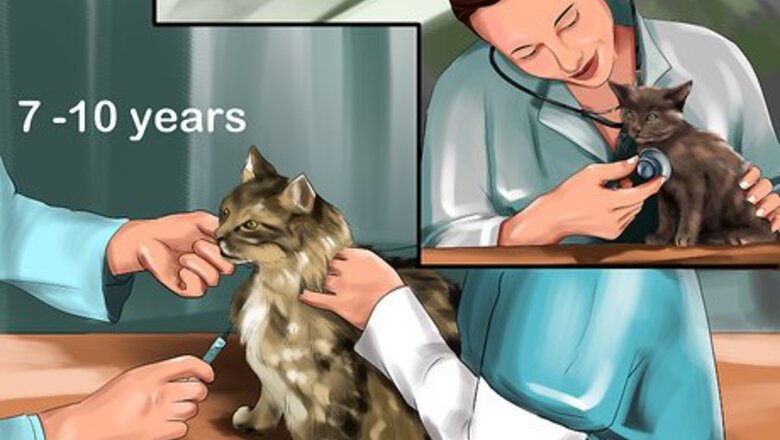 How to Supplement Taurine for Cats
