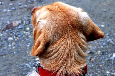 What to do During a Dog Attack and How you Can Prevent it