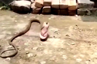 Viral Video: Snake Carries Bathroom Slipper In Mouth, Internet Wonders if it's For Beating Someone