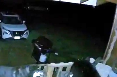 Meet Thor, The Dog Who Chased Away A Bear