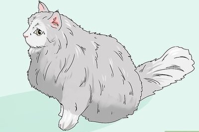 How to Identify a Siberian Cat