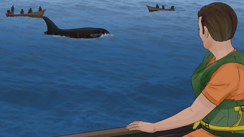 How to Identify Whales