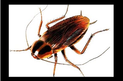 Boy lands in trouble for trying to dupe hotelier