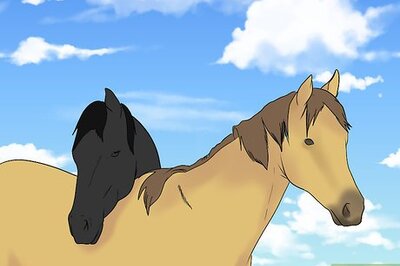 How to Load a Frightened Horse Into a Horse Trailer