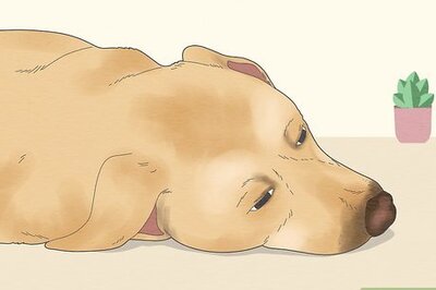 What Happens If a Dog Licks Human Blood?