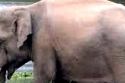 On Bengal’s Alipurduar Highway, Elephant's Playful Antics In Rain Brings Traffic To Halt
