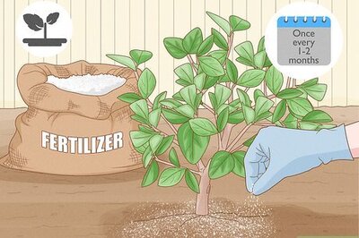 Fertilizing a Citrus Tree: What Month, How Much, & Best Ratios