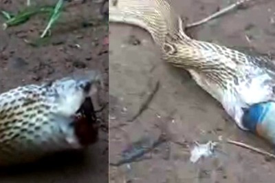 Watch: Cobra Swallows Cough Syrup Bottle In Bhubaneswar, Internet Salutes Rescue Team