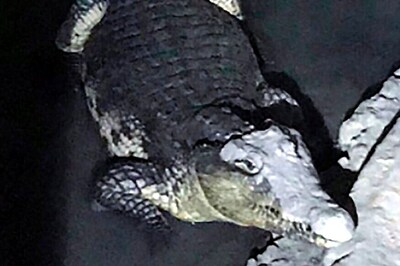 Russian Police on Trail of Weapons Cache Discover Large Crocodile in Basement