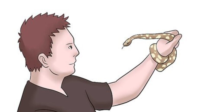 How to Breed Ball Pythons