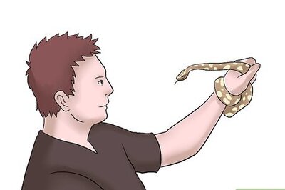 How to Breed Ball Pythons