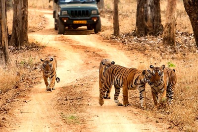 International Tiger Day 2021: Here's What You Can do to Save the Tiger