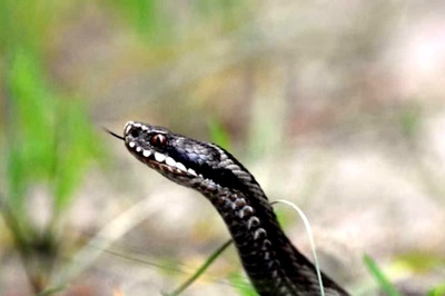 How Quickly Snake Venom Can Paralyse Or Kill A Human