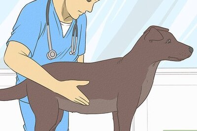 How to Treat Kidney Stones in Dogs