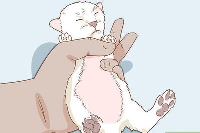 How to Diagnose and Treat Hernias in Cats