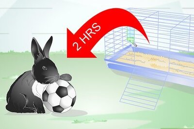 How to Keep Your Rabbit Slim